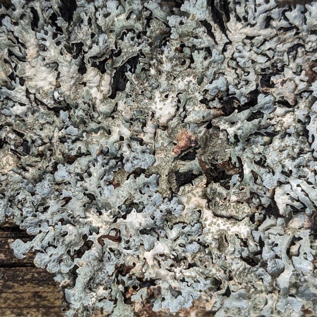 Parmelia sulcata 2, vue rapprochée