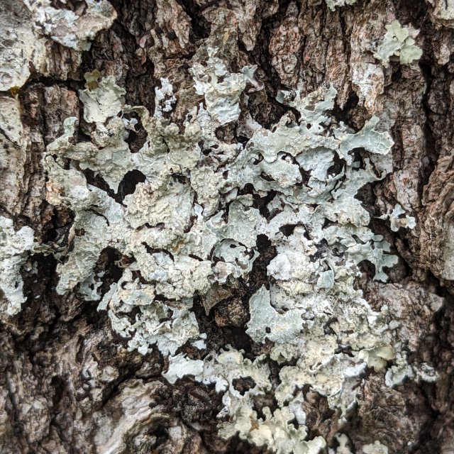 Parmelia sulcata 3, rosette corticole