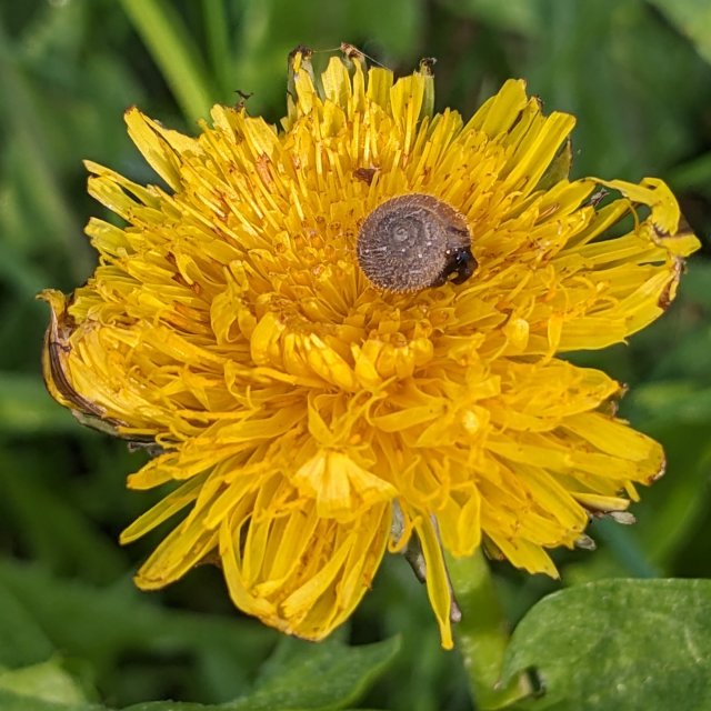 Trochulus