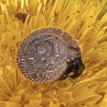 Trochulus, pilosité sur la coquille