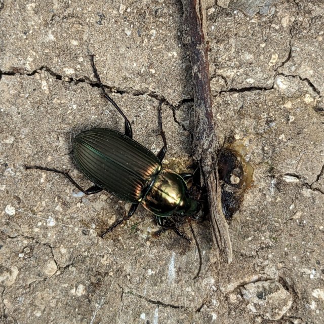Poecilus versicolor