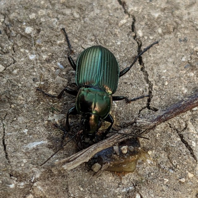 Poecilus versicolor