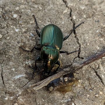Poecilus versicolor