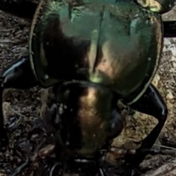 Poecilus versicolor, tête non ponctuée