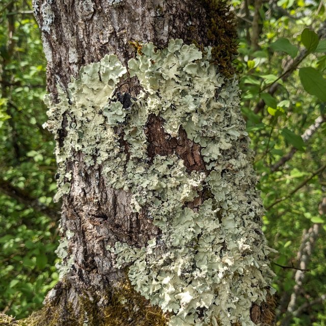 Flavoparmelia caperata, rosette à la base d'un tronc