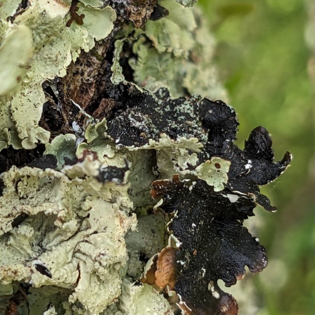 Flavoparmelia caperata, face inférieure et apothécies