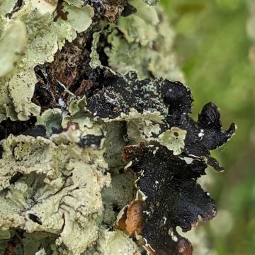 Flavoparmelia caperata, face inférieure et apothécies