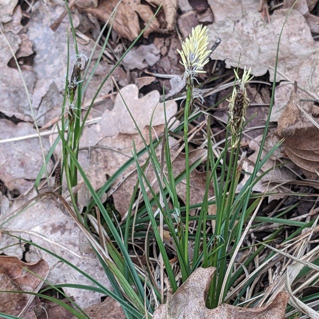 Laîche de Haller, feuilles canaliculées épis floraux