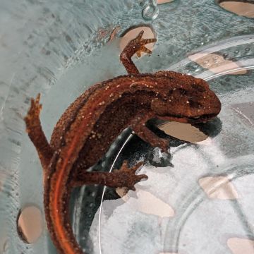 Triton palmé, femelle en phase terrestre photo