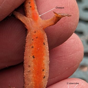 Triton palmé, femelle en phase terrestre, gorge non ponctuée et présence de 2 tubercules
