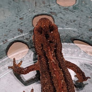 Triton palmé, femelle en phase terrestre, 3 fosses crâniennes arrondies