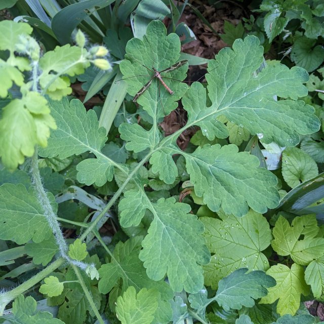 Mâle de grande tipule sur feuille de chélidoine