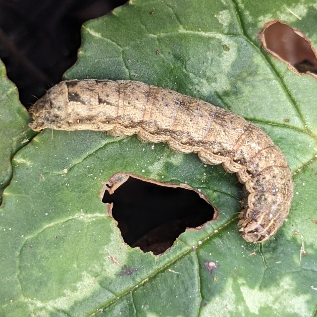Chenille de la hulotte