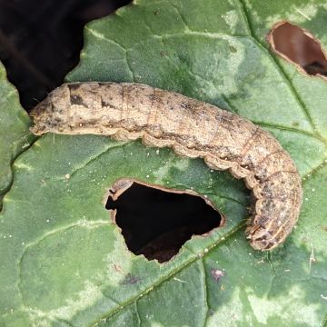 Chenille de la hulotte (noctuelle) photo