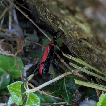 Cardinal, mâle, dessous noir