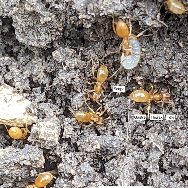 Lasius flavus, antennes, mandibules, pétiole sans post pétiole, gastre à 5 segments