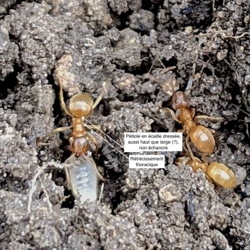 Lasius flavus, pétiole fin et régulier, thorax se rétrécissant