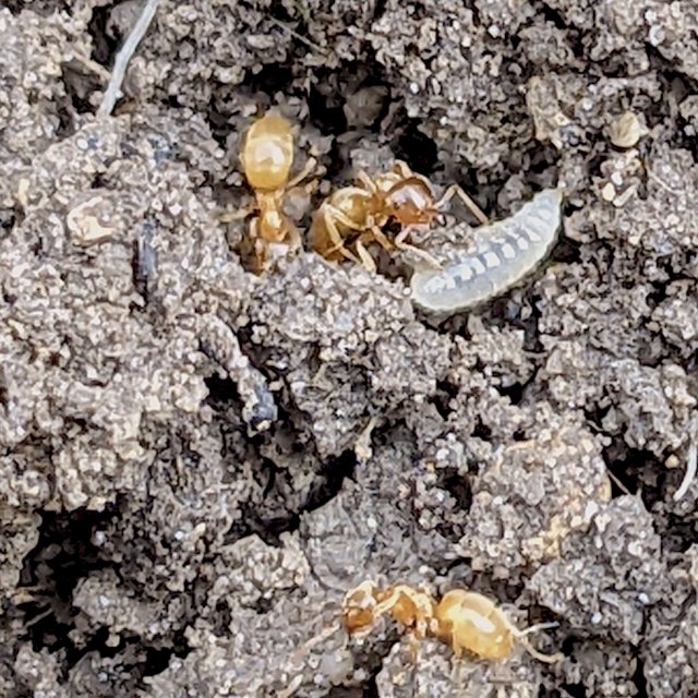 Lasius flavus, tête sombre, oeil grand, nymphe