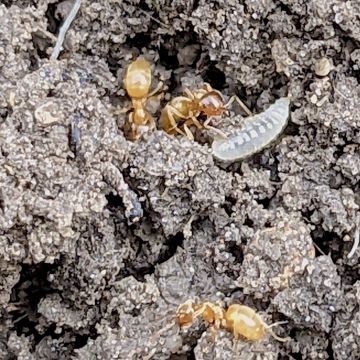 Lasius flavus, tête sombre, oeil grand, nymphe