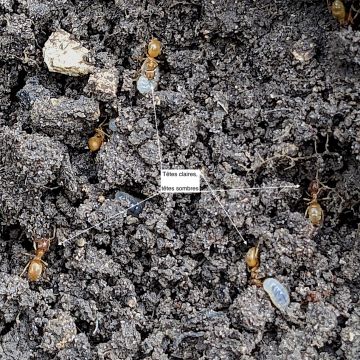 Lasius flavus, têtes claires et sombres