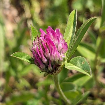 Trèfle des prés, fleurs en tête globuleuse