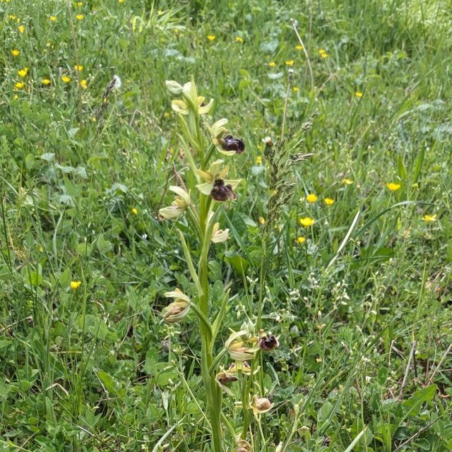 Ophrys araignée