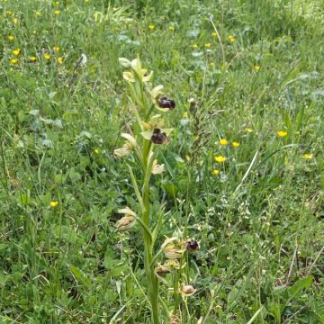 Ophrys araignée photo