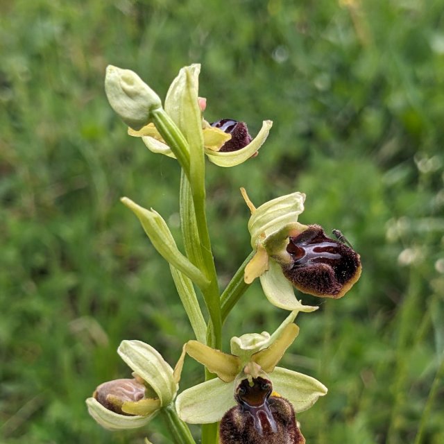 Ophrys araignée, épi floral