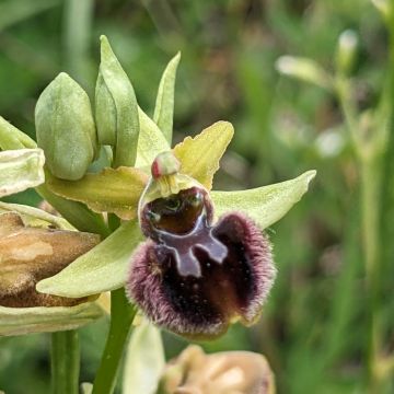Ophrys araignée, fleur