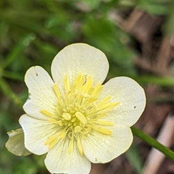 Renoncule bulbeuse, fleur à 6 pétales
