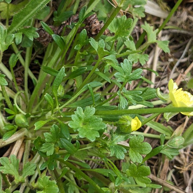 Renoncule bulbeuse, feuilles et sépales réfléchis