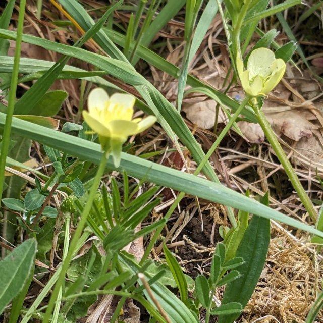 Renoncule bulbeuse, fleurs et sépales réfléchis