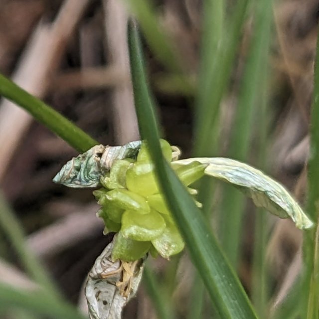 Renoncule bulbeuse, akènes
