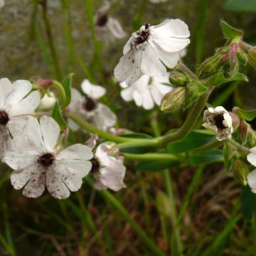 Compagnon blanc (parasité)