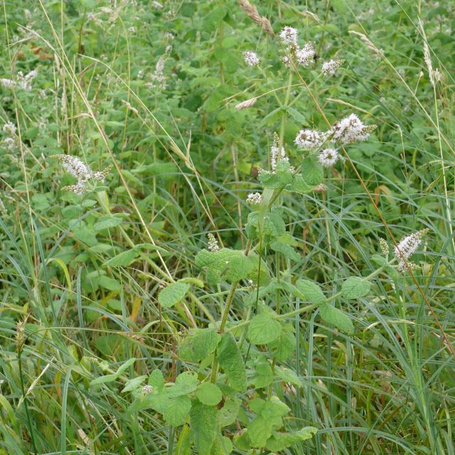 Menthe à feuilles rondes